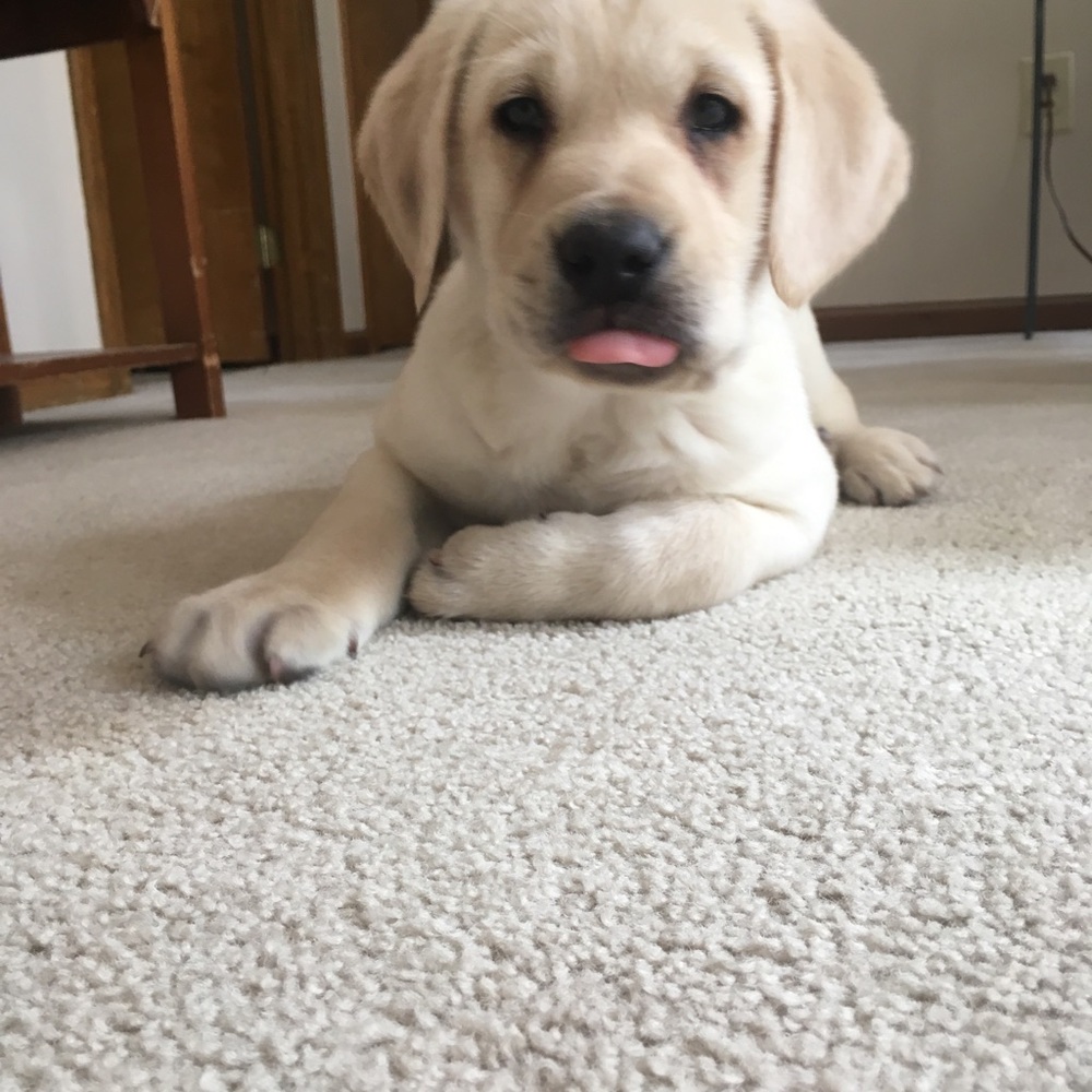 Meet your Posher, Donna